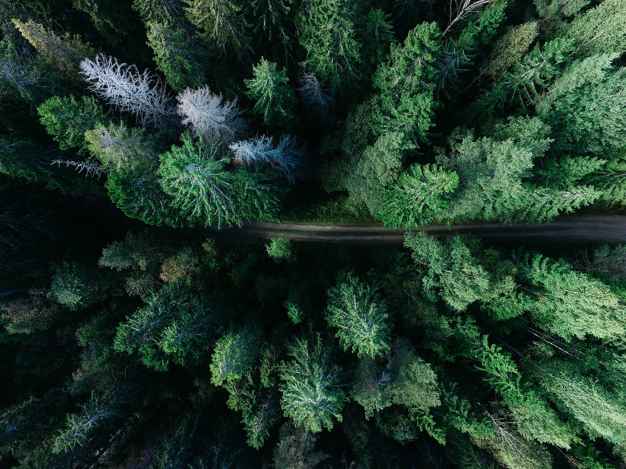 The Importance of Forest Conservation in Sustainable Living